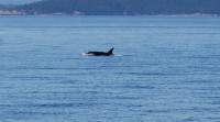 whale3.jpg