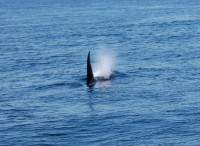 whale 2.jpg