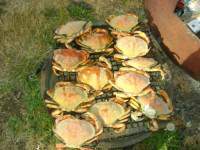 CRAB 2.jpg