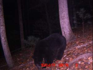 bear 718.jpg