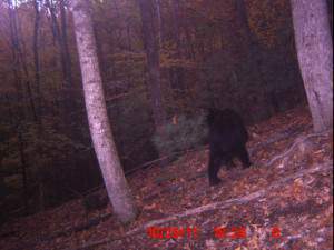 bear 739.jpg