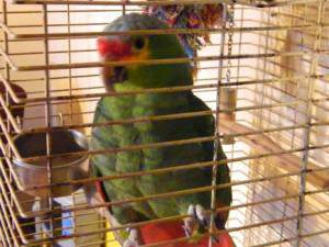 Sassy Red Lored Amazon