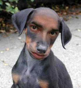 DogPerson.jpg