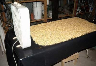 drying_corn_malt.jpg