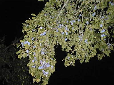 Tukanja20070812CrnaSljivaAerodrom2.jpg
