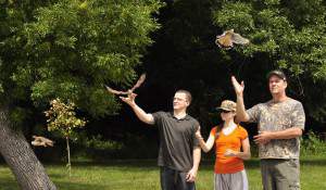 Release of all 3 kestrels