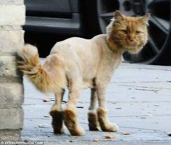 shaved kitty2.jpg