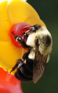 Bee.jpg