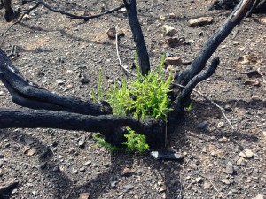 Tenacious manzanita making a comeback.