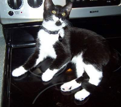 This is one of a set of litter mates...They love playing in the water from the condenser. They also love the stove...too much.