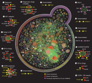 yeast pathways pic.jpg