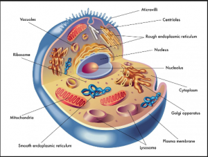 cells organs.png
