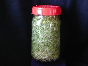 jar_lid_sprouts.jpg