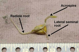 Whole Kernel Germinated.jpg