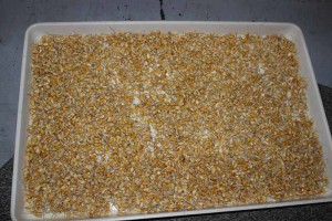 Tray Germ Corn Whole tray.JPG