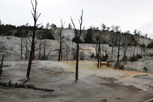 mammoth falls yellowstone