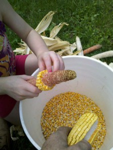 Five year old daughter helpin shell corn.