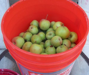 APPLES 15 JUL 15 - C.JPG