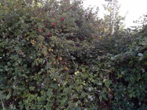 APPLE TREES 30 AUG 15 - C.jpg