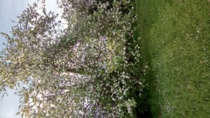 DSC_0103.JPG