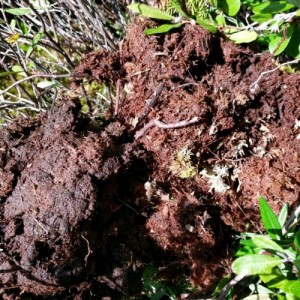 peat.jpg