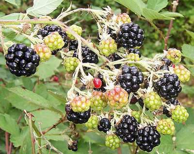 Brambles.jpg