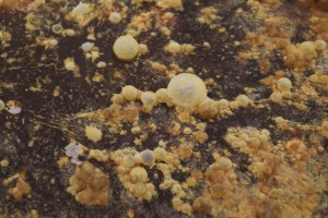 Infected Rum Wash - Close