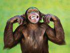 monkey-plug-ears.jpg