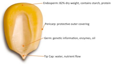 corn (1).jpg
