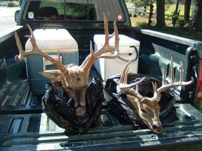 's deer 002.jpg