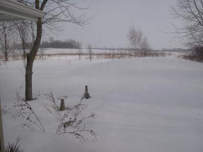 back yard.JPG