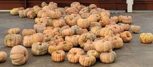 FREE PUMKINS 17 NOV 21 #3A - C.jpg