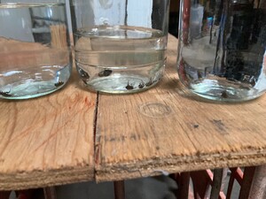 IMG_8651.jpeg