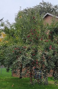 Roma apples 14 oct 23.jpg