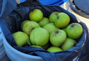 apples 30 Oct 23 - C.JPG