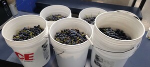 Free Grapes 14 Oct 24.jpg