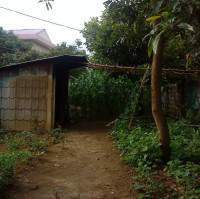 My garden
